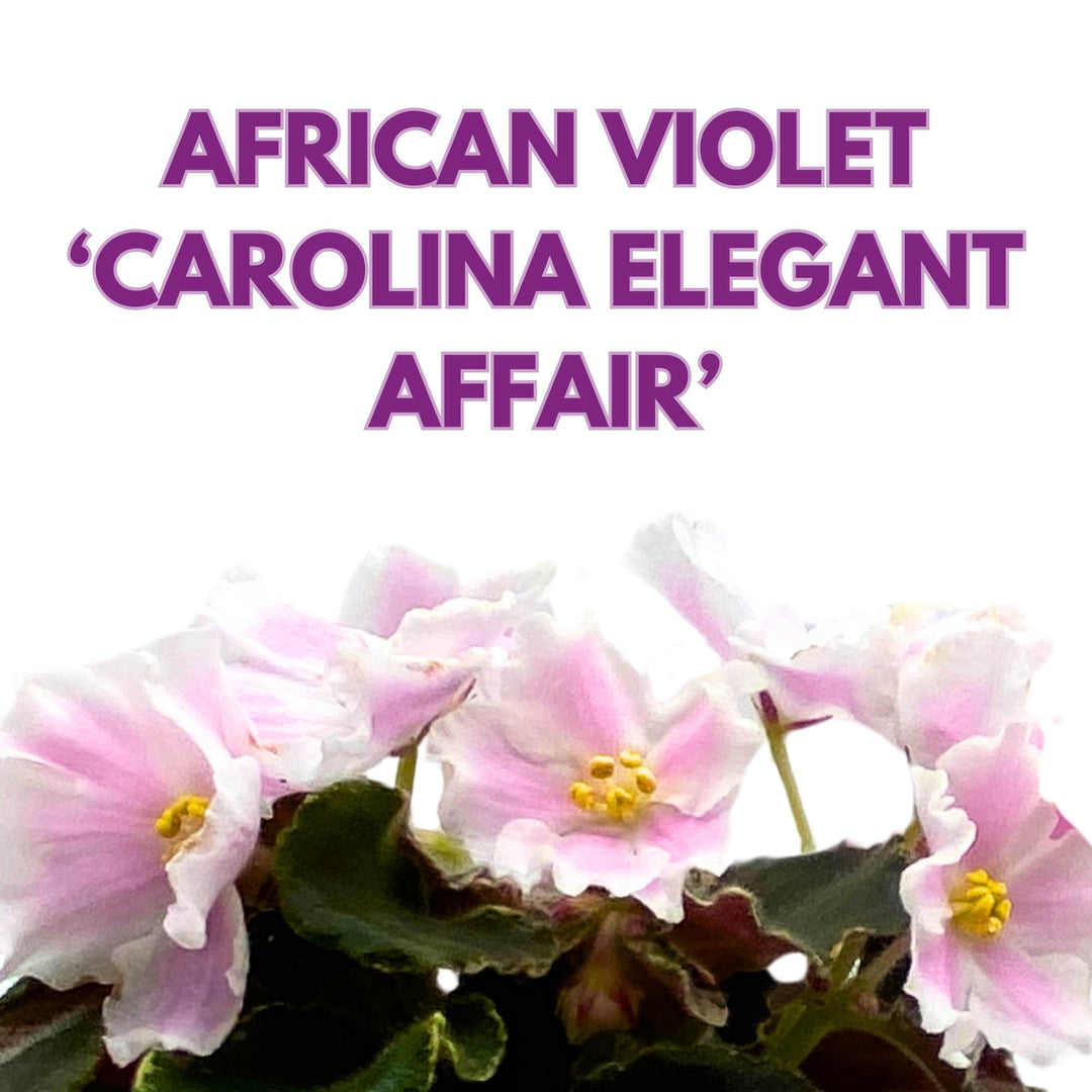 Carolina Elegant Affair Variegated African Violet Saintpaulia 4 inch