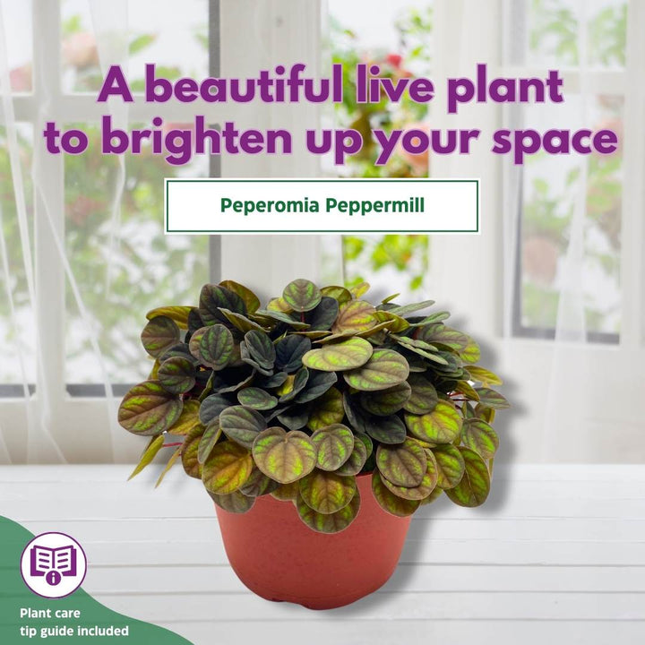 Peperomia Peppermill in a 6 inch pot