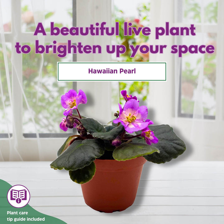 Hawaiian Pearl African Violet Saintpaulia 4 inch