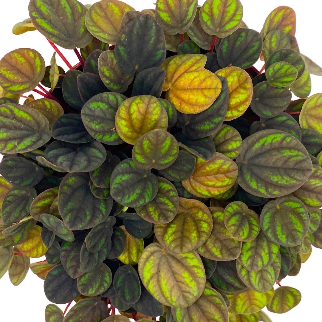 Peperomia Peppermill in a 6 inch pot