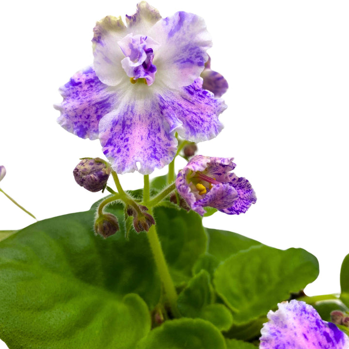 K's Dancing Spree African Violet Variegated Flower 4 inch