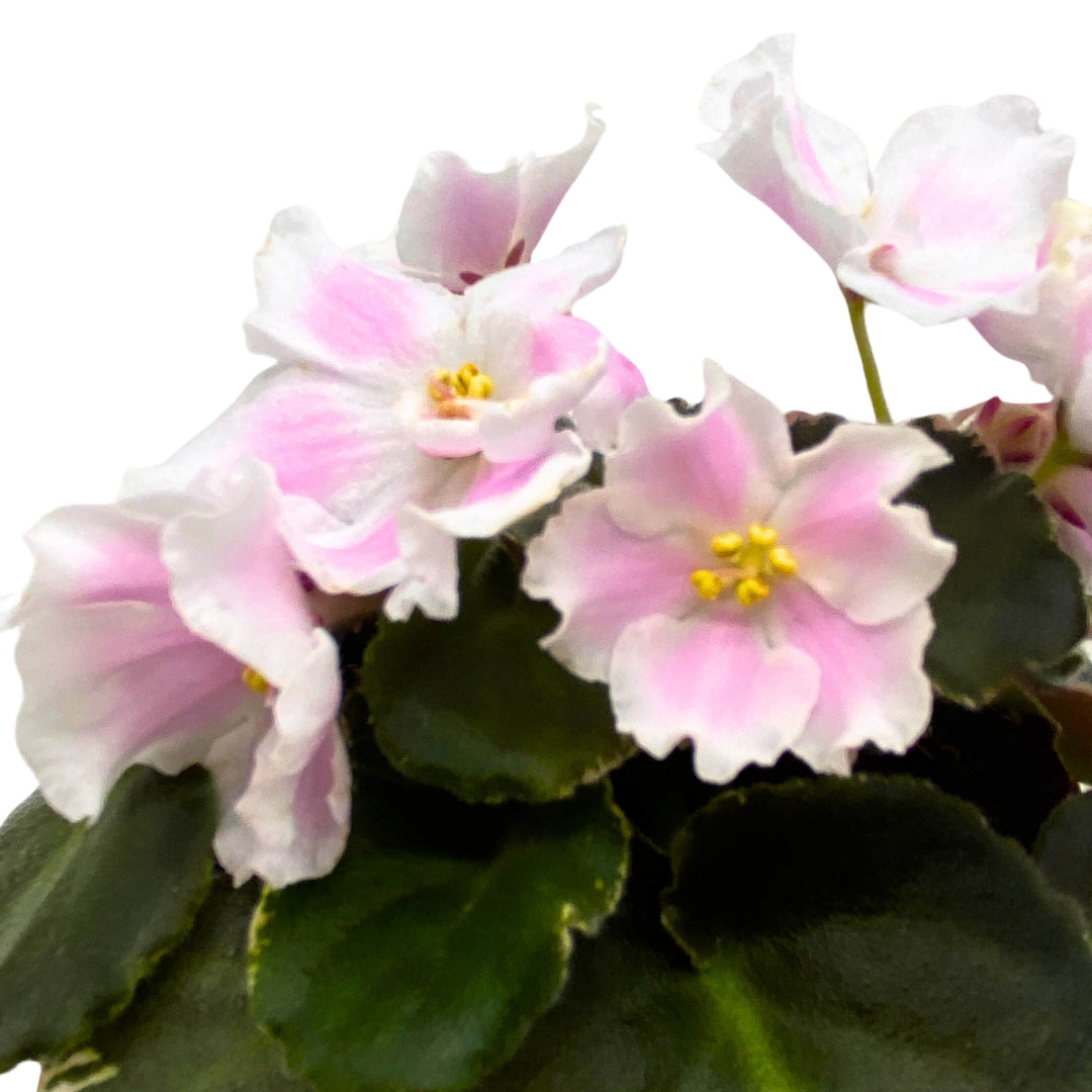 Carolina Elegant Affair Variegated African Violet Saintpaulia 4 inch