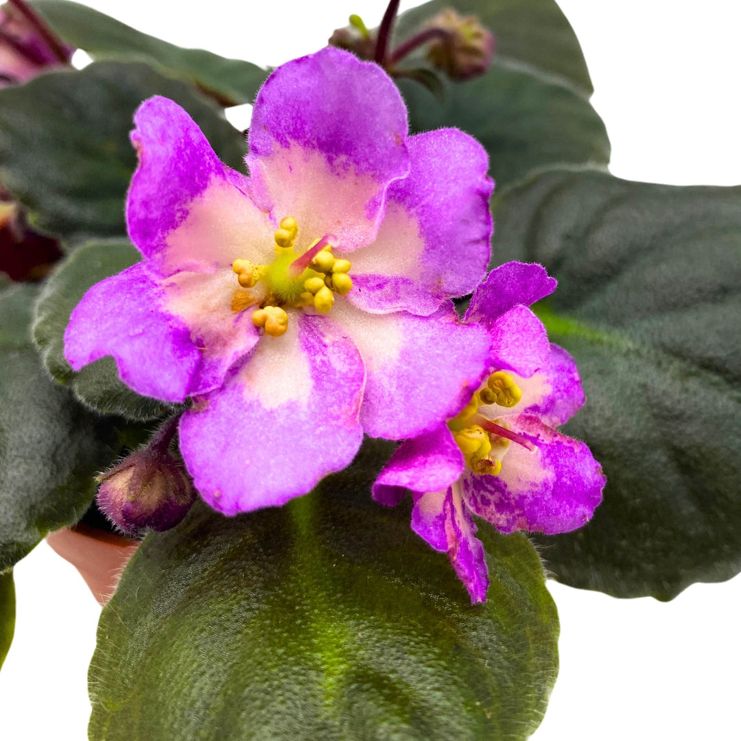 Hawaiian Pearl African Violet Saintpaulia 4 inch