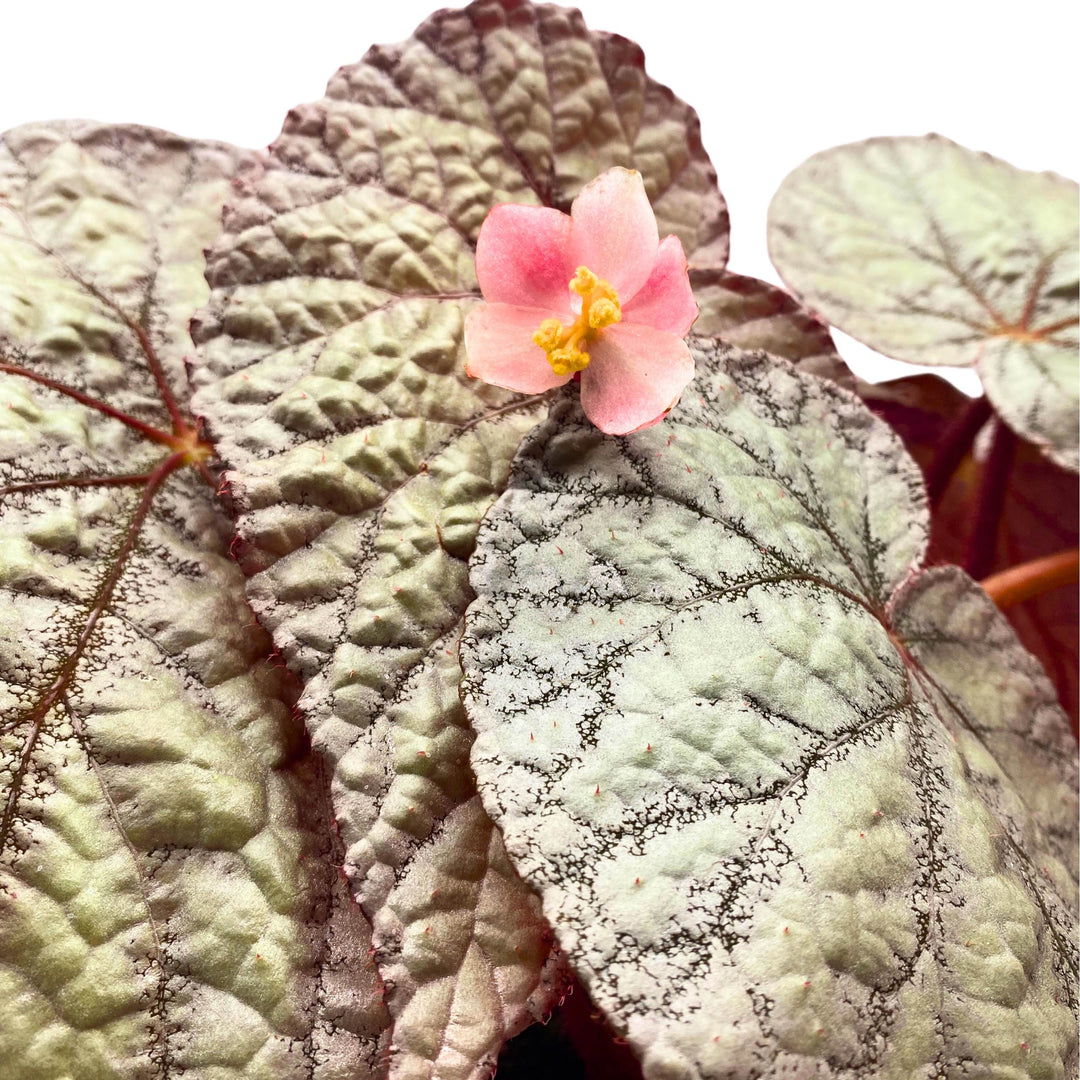 Begonia Rex Silver 6 inch