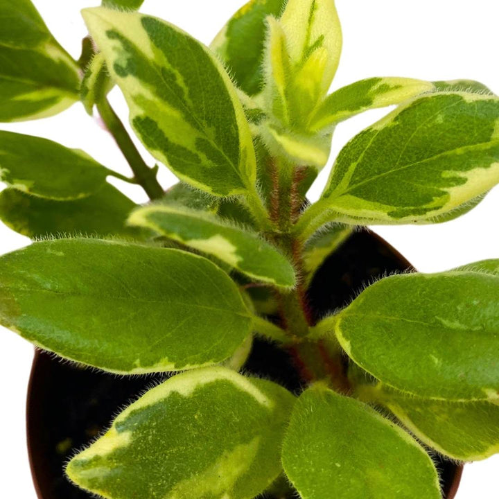 Columnea Variegated Light Prince in a 2 inch Pot