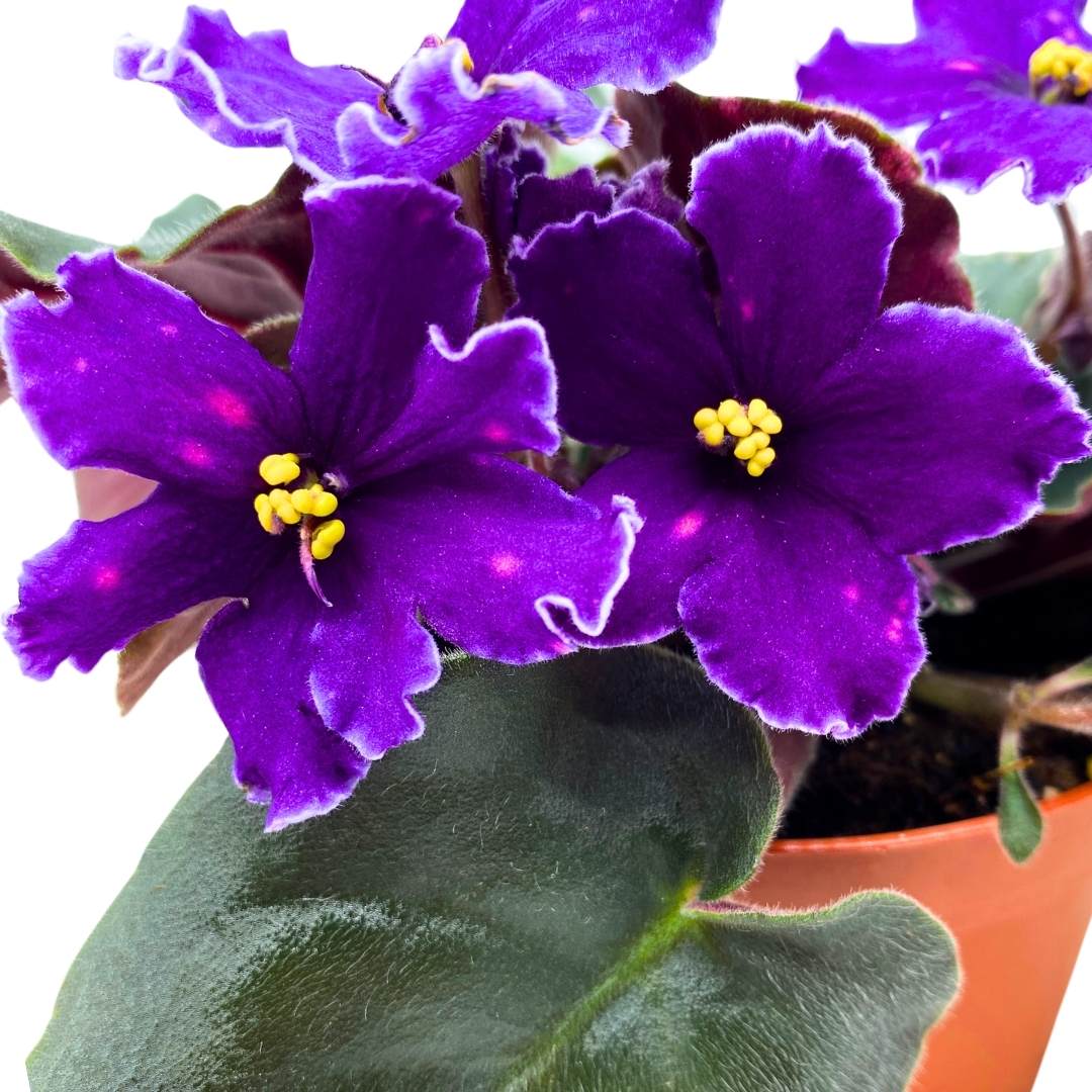 African Violet VaT in the Sky 4 inch Purple Flower with Pink Flecks