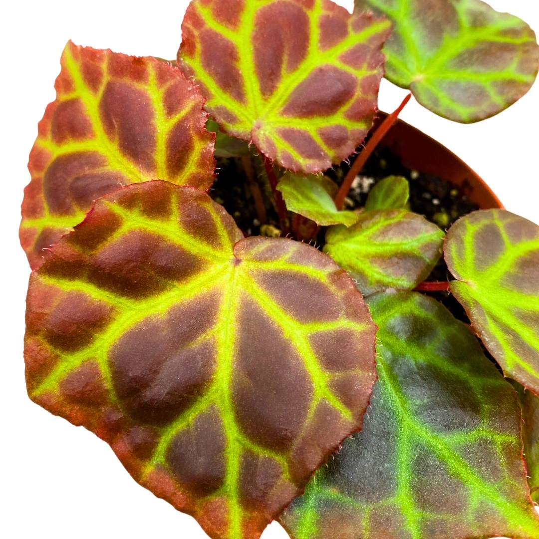 Begonia Rajah Premium Rhizomatous Rare Species in a 4 inch pot