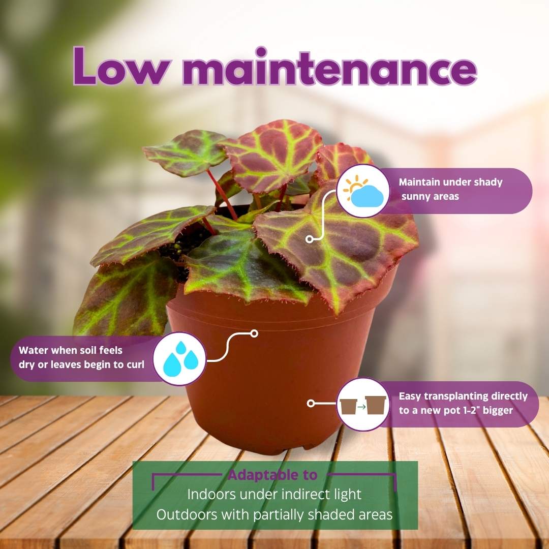 Begonia Rajah Premium Rhizomatous Rare Species in a 4 inch pot