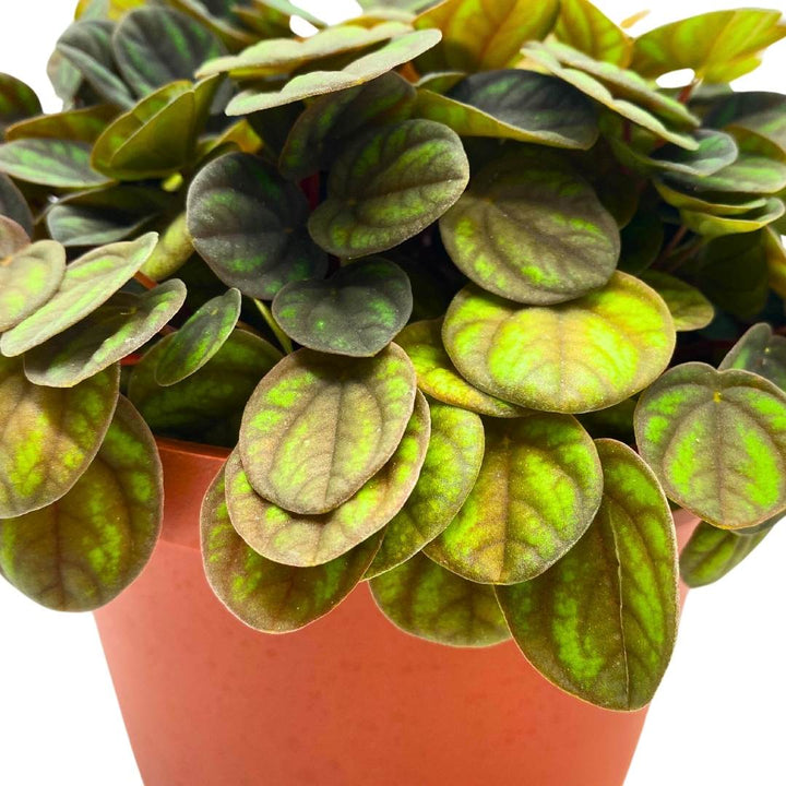 Peperomia Peppermill in a 6 inch pot