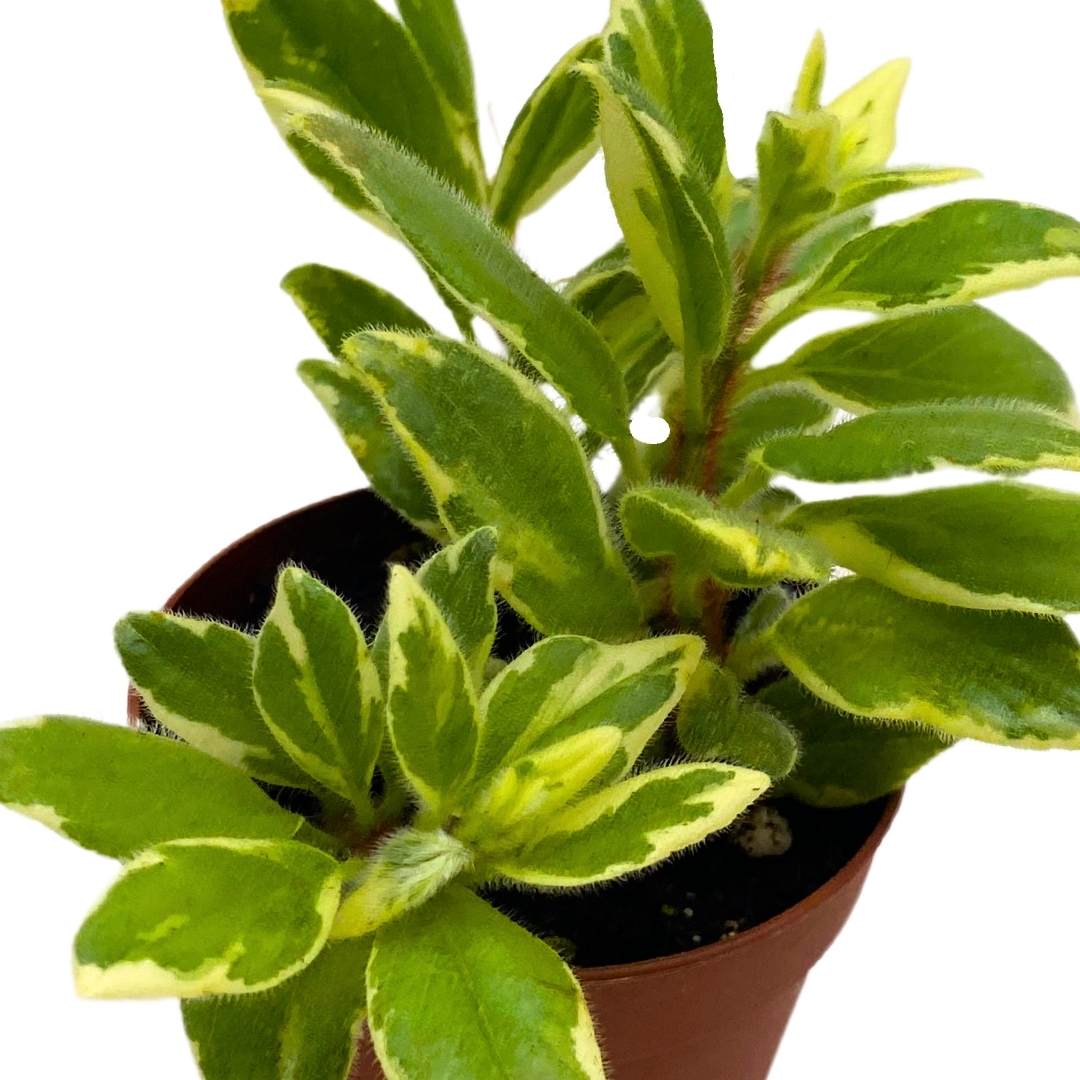 Columnea Variegated Light Prince in a 2 inch Pot