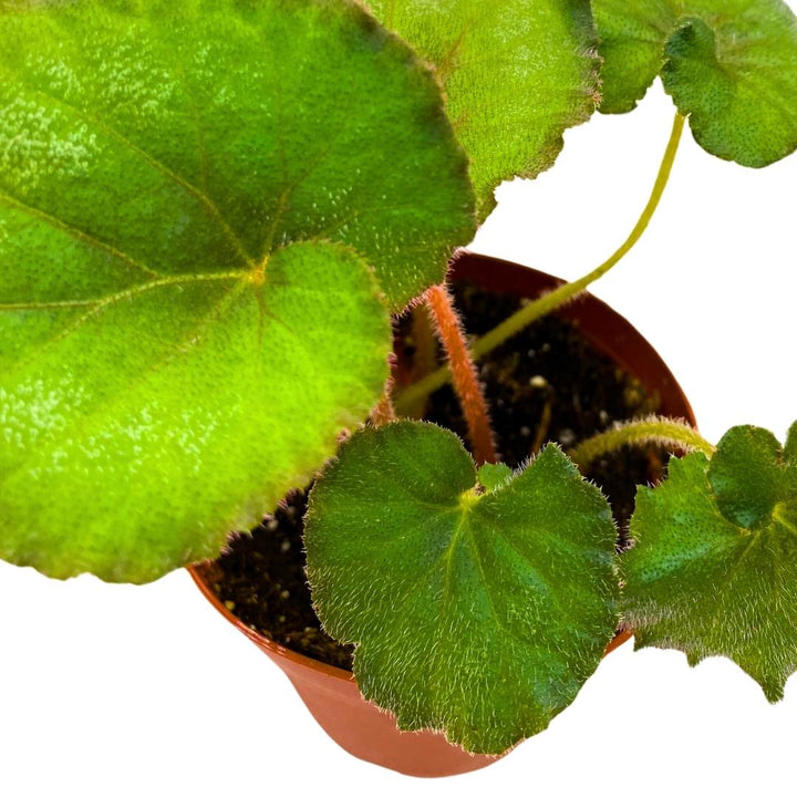 Begonia Harmony's Nautilus 4 inch Rhizomatous