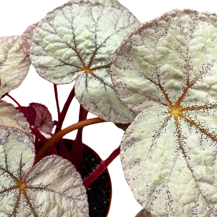 Begonia Rex Silver 6 inch