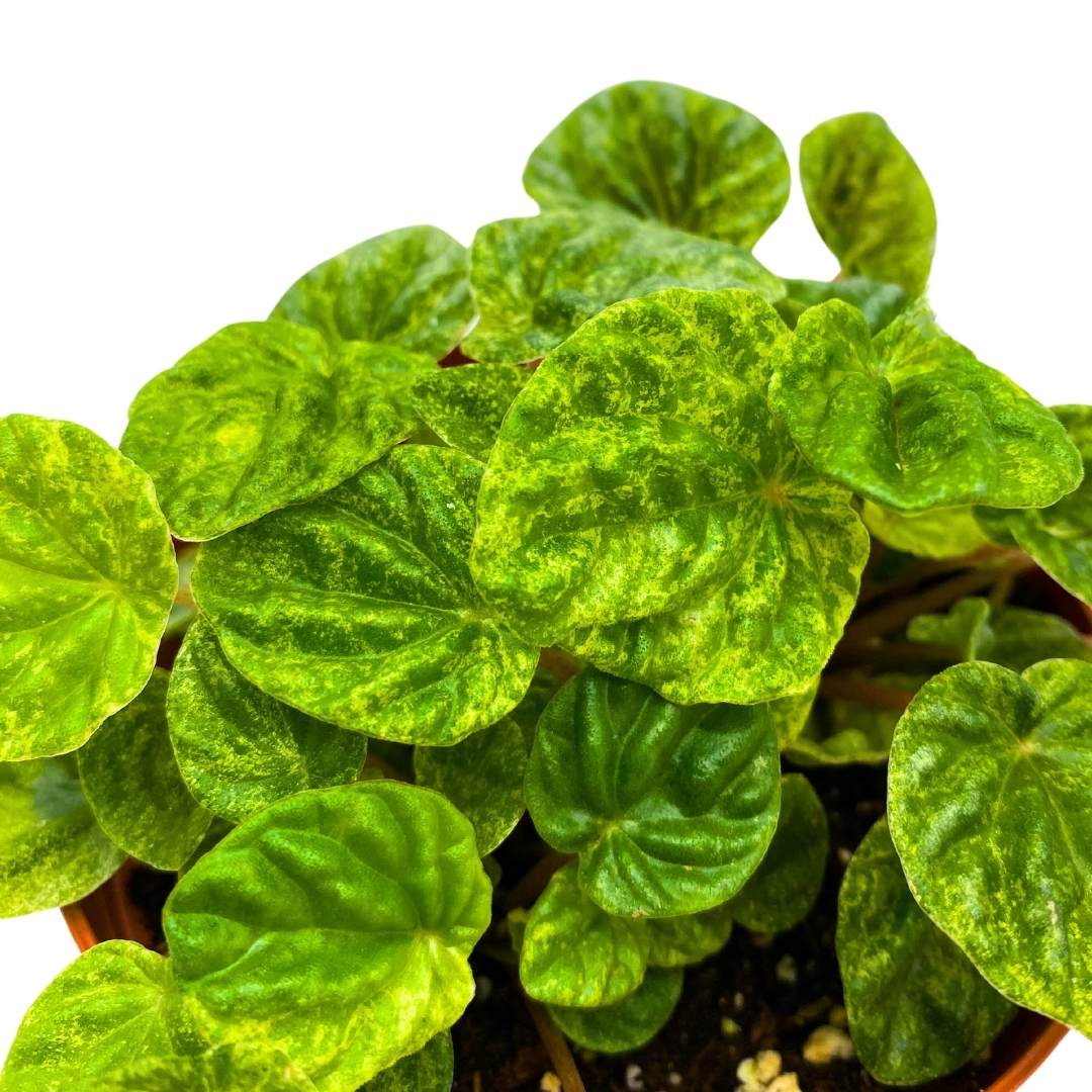 Peperomia Freckles Variegated Green Emerald Ripple in a 4 inch Pot