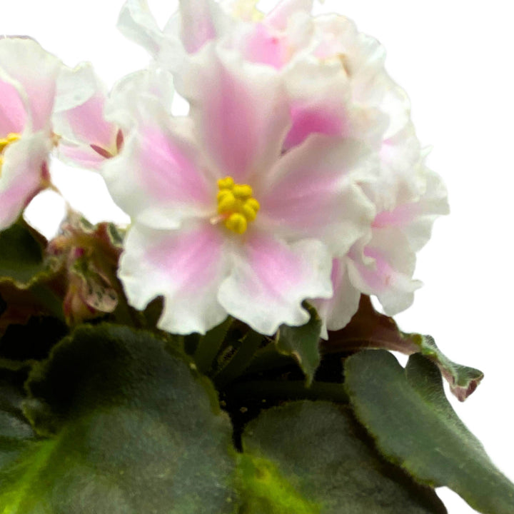 Carolina Elegant Affair Variegated African Violet Saintpaulia 4 inch