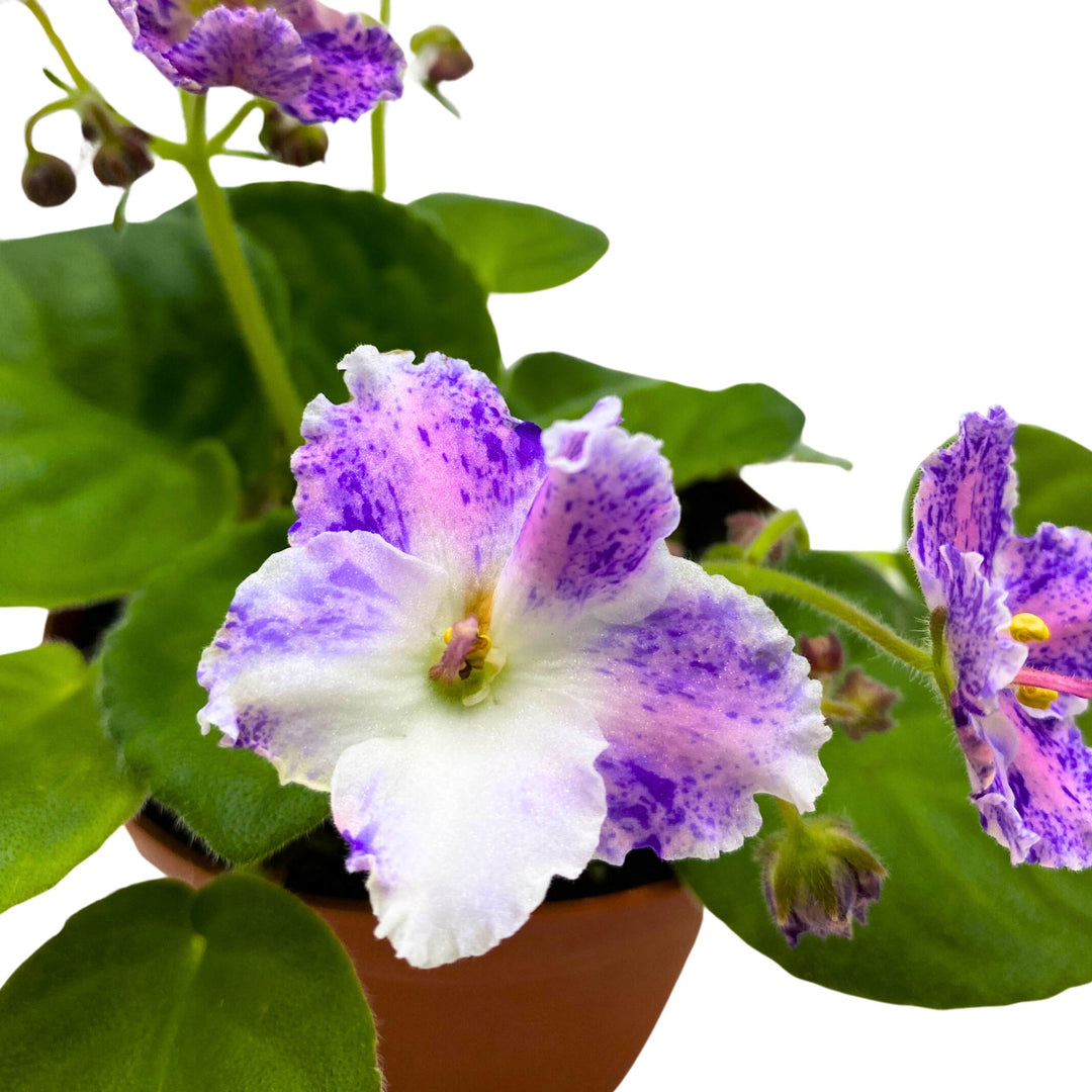 K's Dancing Spree African Violet Variegated Flower 4 inch