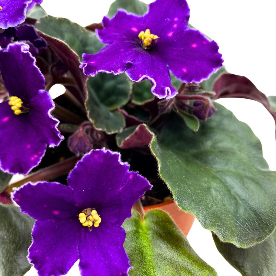 African Violet VaT in the Sky 4 inch Purple Flower with Pink Flecks