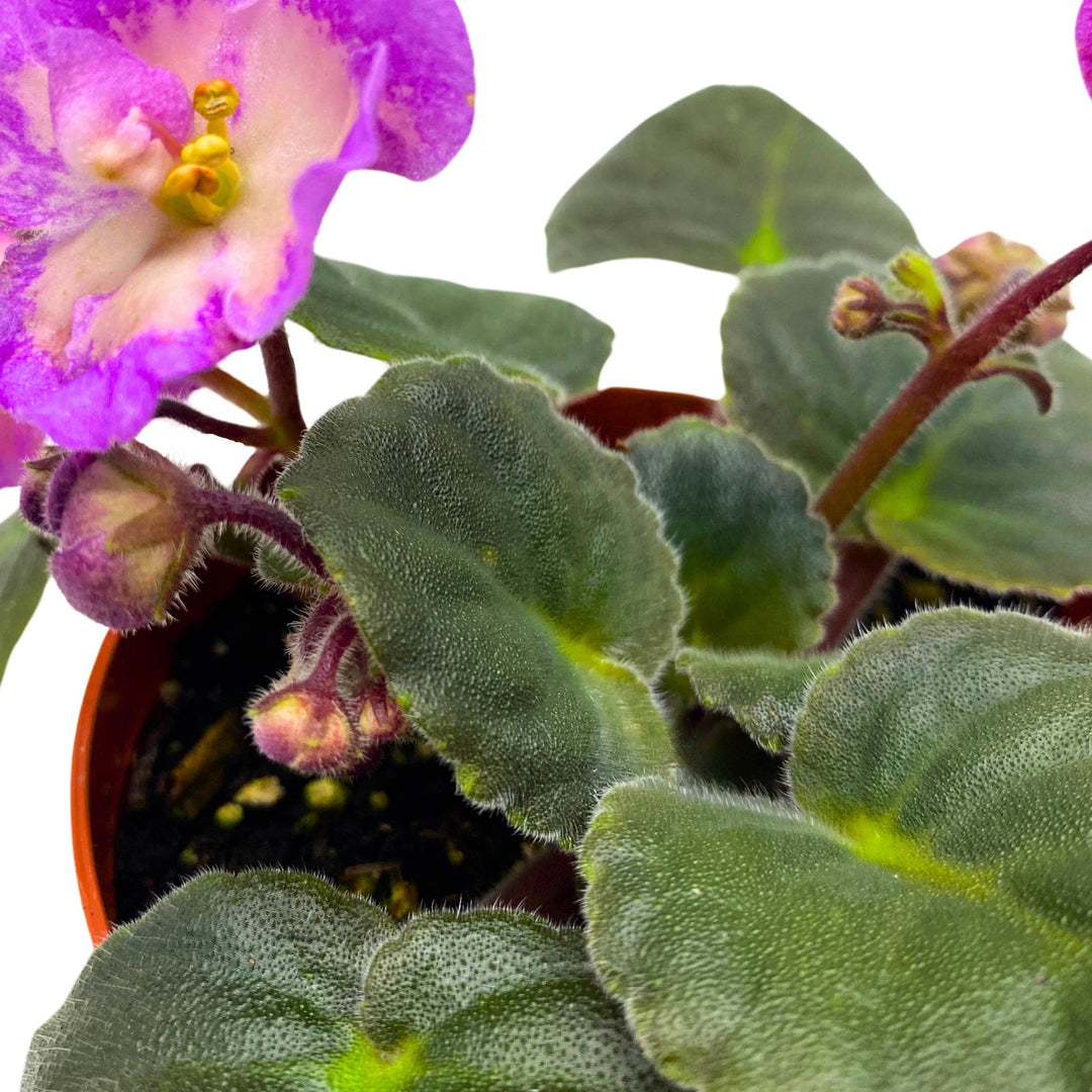 Hawaiian Pearl African Violet Saintpaulia 4 inch