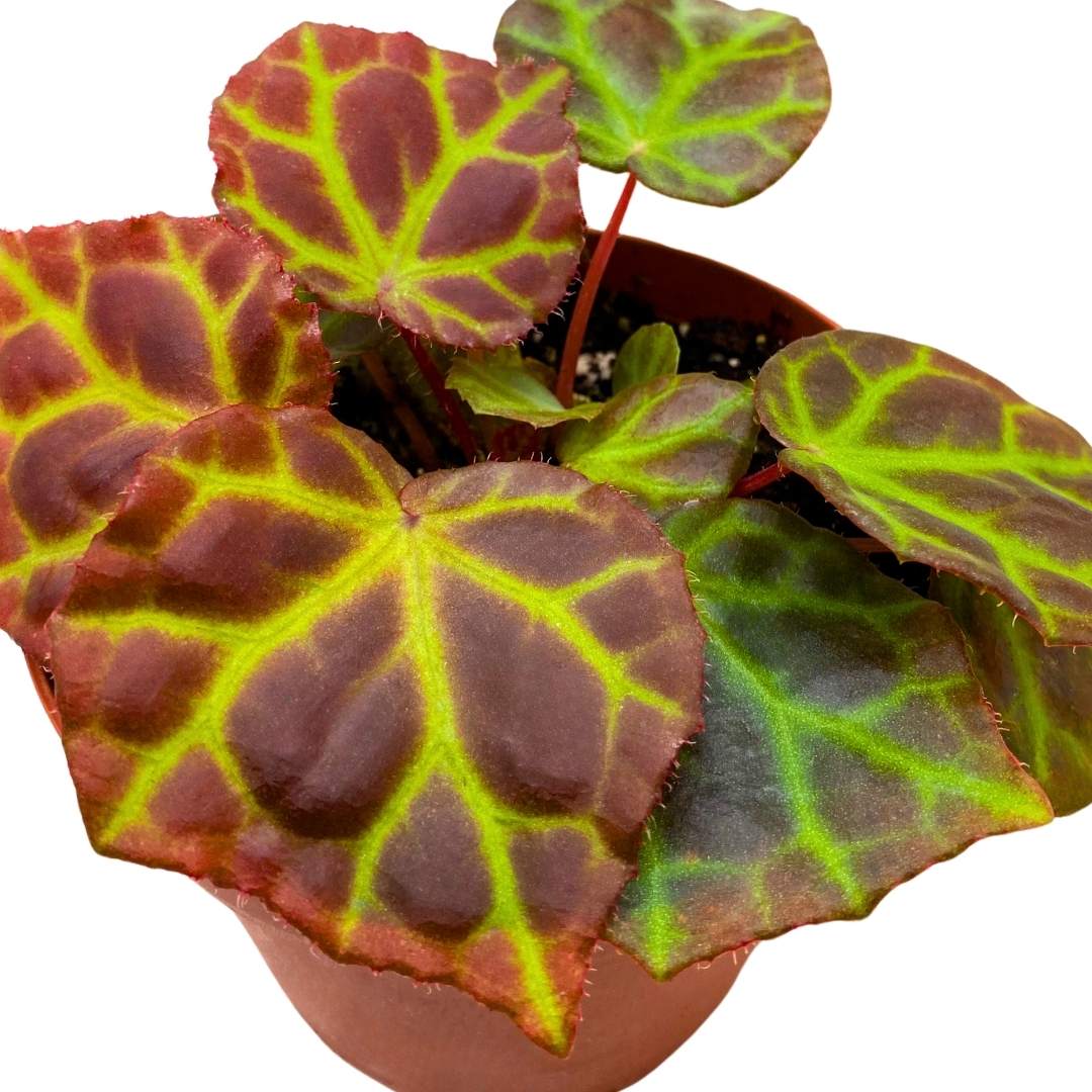 Begonia Rajah Premium Rhizomatous Rare Species in a 4 inch pot