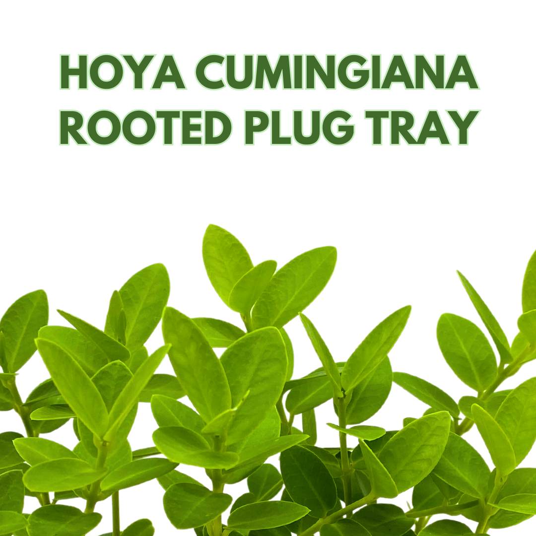 Hoya Cumingiana Liner Plugs 6-Pack Rooted