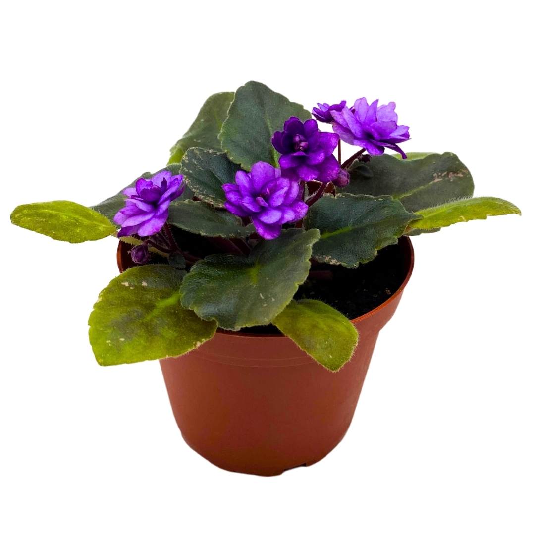 African Violet Fisherman's Paradise 4 inch Gesneriad