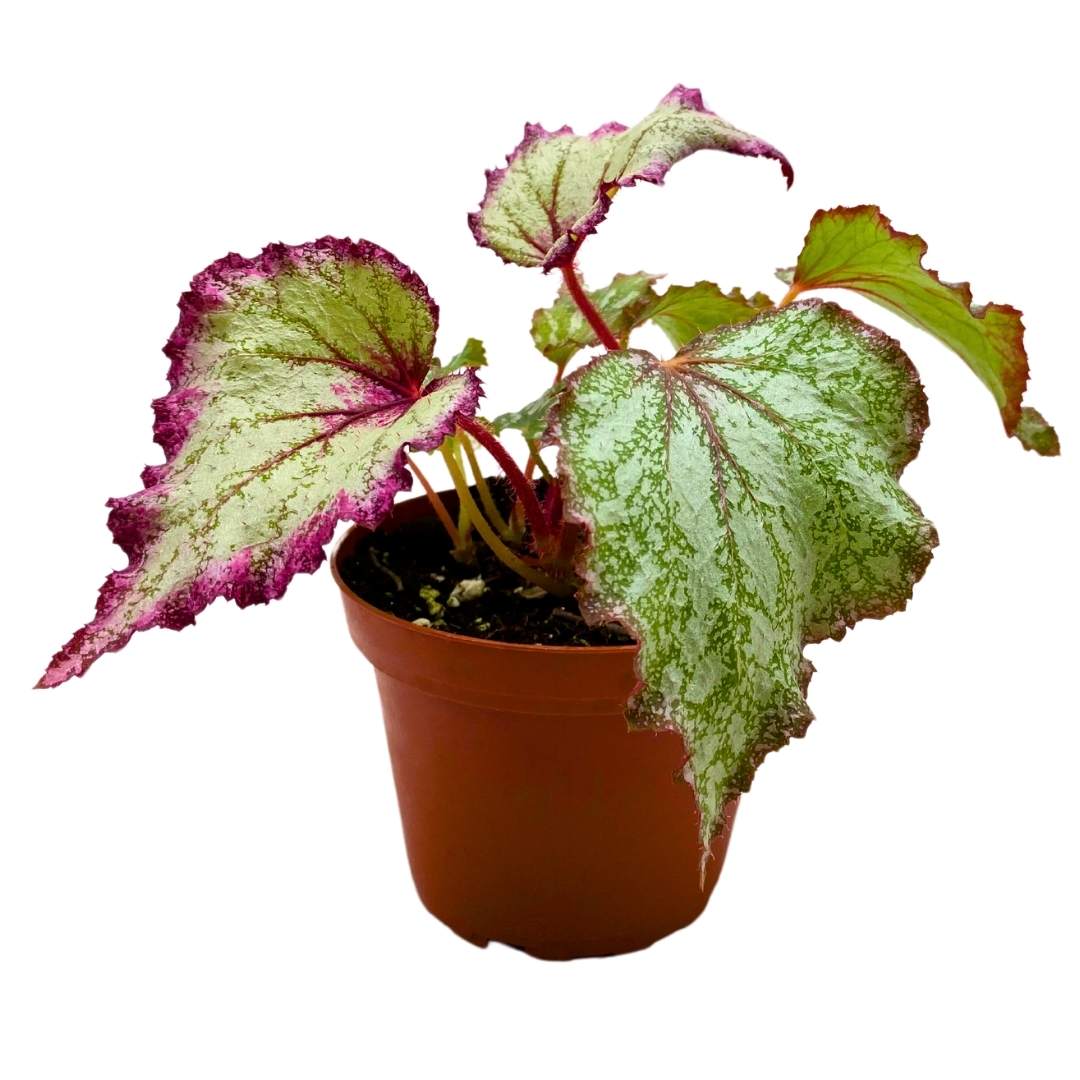 Begonia Rex Ring of Fire 6 inch