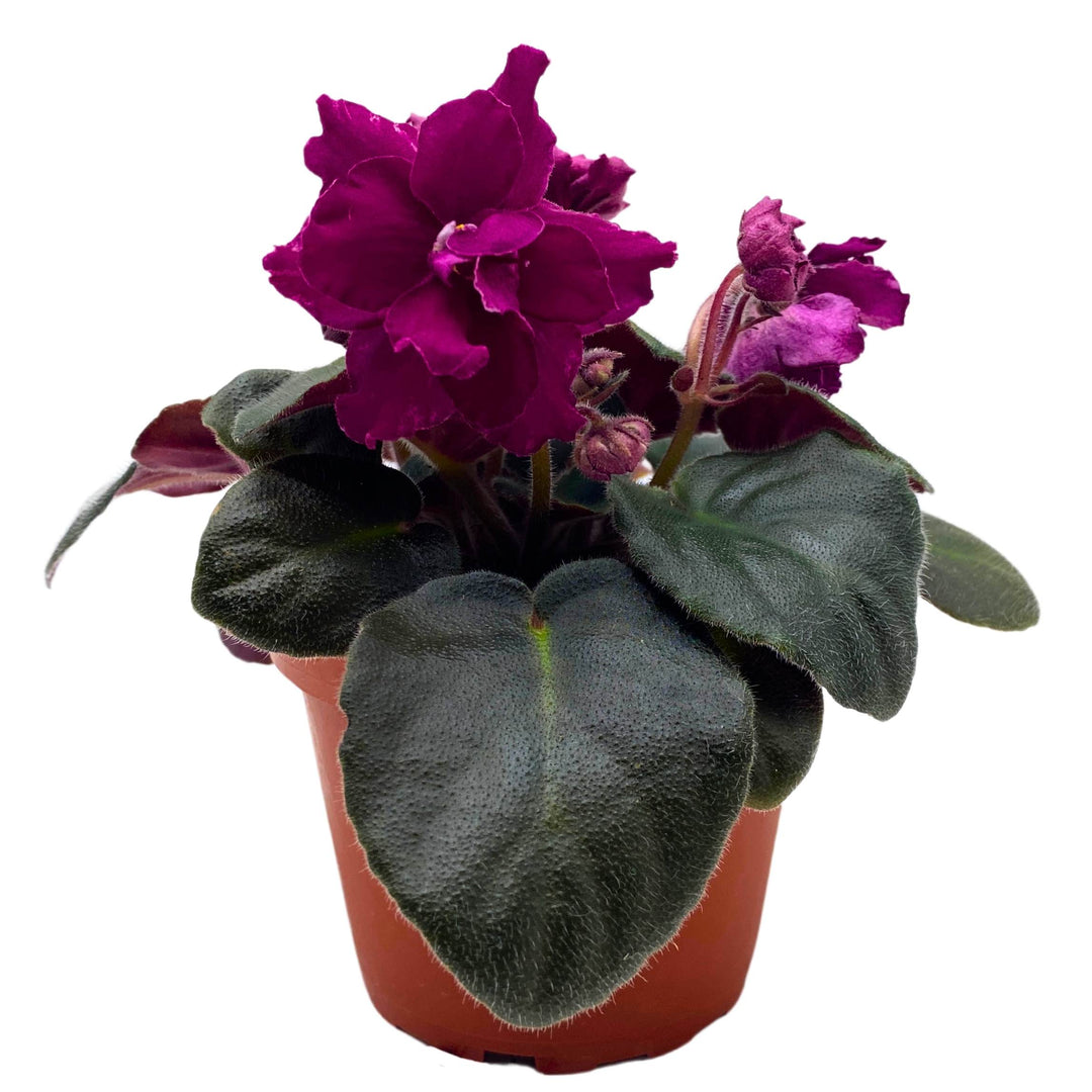 EK Socialite African Violet Saintpaulia 4 inch