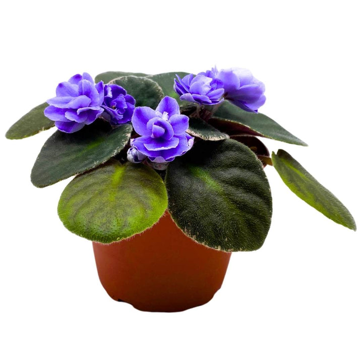 African Violet Picasso 4 inch