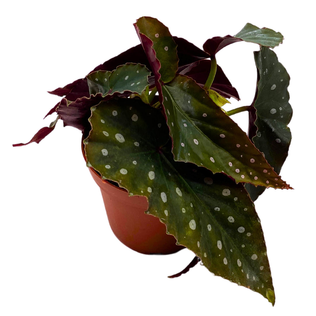 Harmony's Crinkle Dot Angel Wing Cane Begonia 4 inch