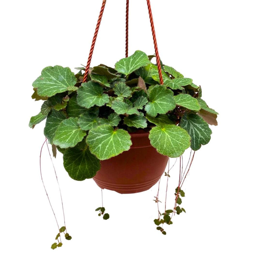 strawberry begonia hanging plant Strawberry Begonia Creeping Saxifraga in a 6 inch Hanging Basket