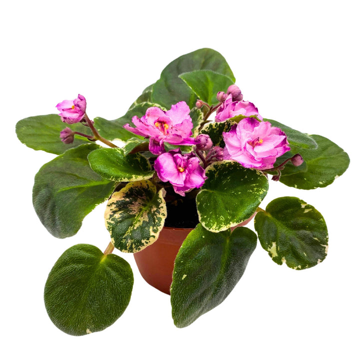 Cajun Popcorn Variegated African Violet Saintpaulia 4 inch