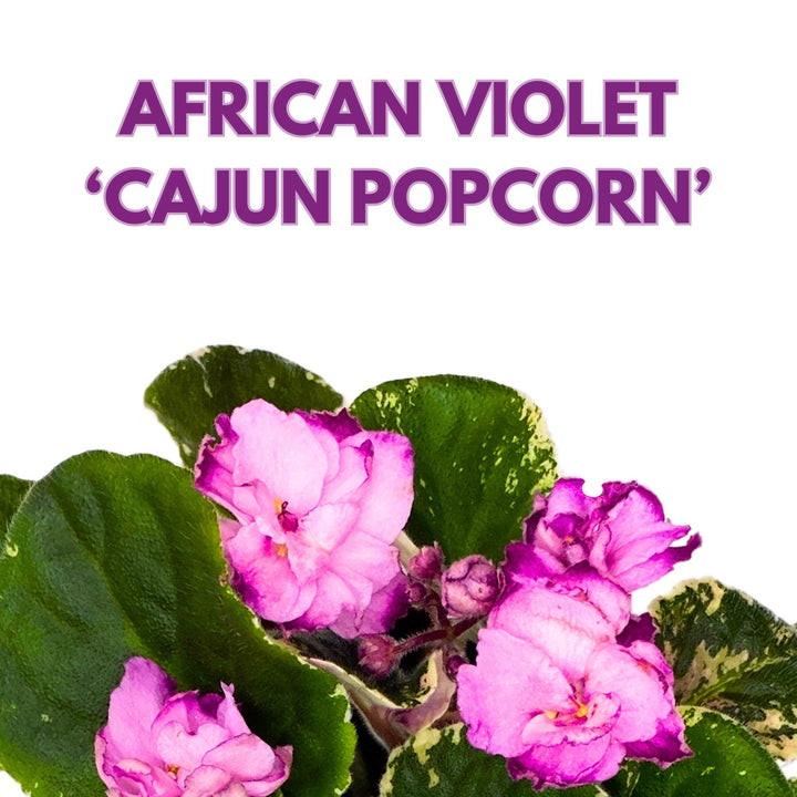 Cajun Popcorn Variegated African Violet Saintpaulia 4 inch