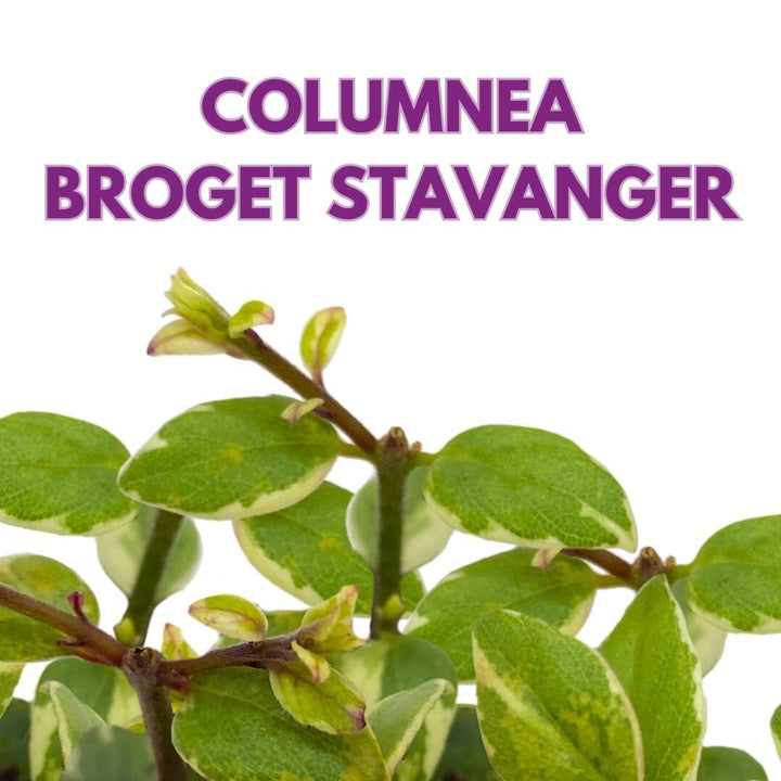 Columnea Broget Stavanger in a 2 inch Pot