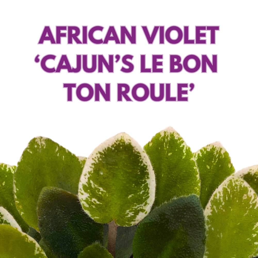 Lessie Bon Ton Roule Mini African Violet Cajun's Le Bon Ton Roule Variegated, 2 inch Pink F ...