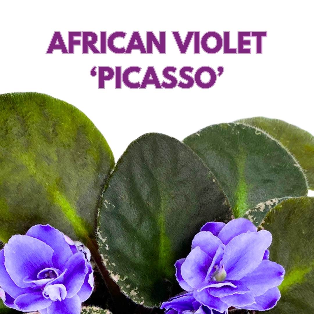 African Violet Picasso 4 inch