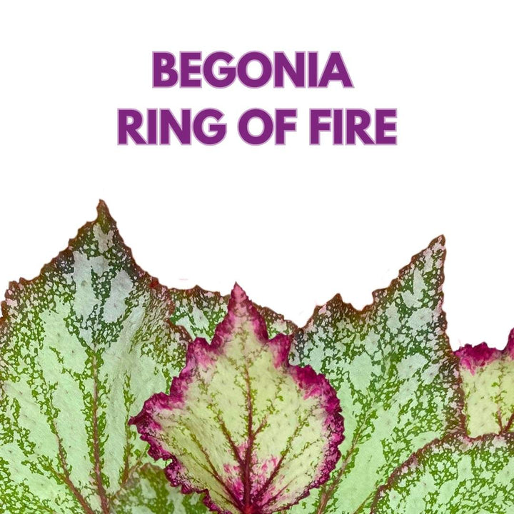 Begonia Rex Ring of Fire 6 inch