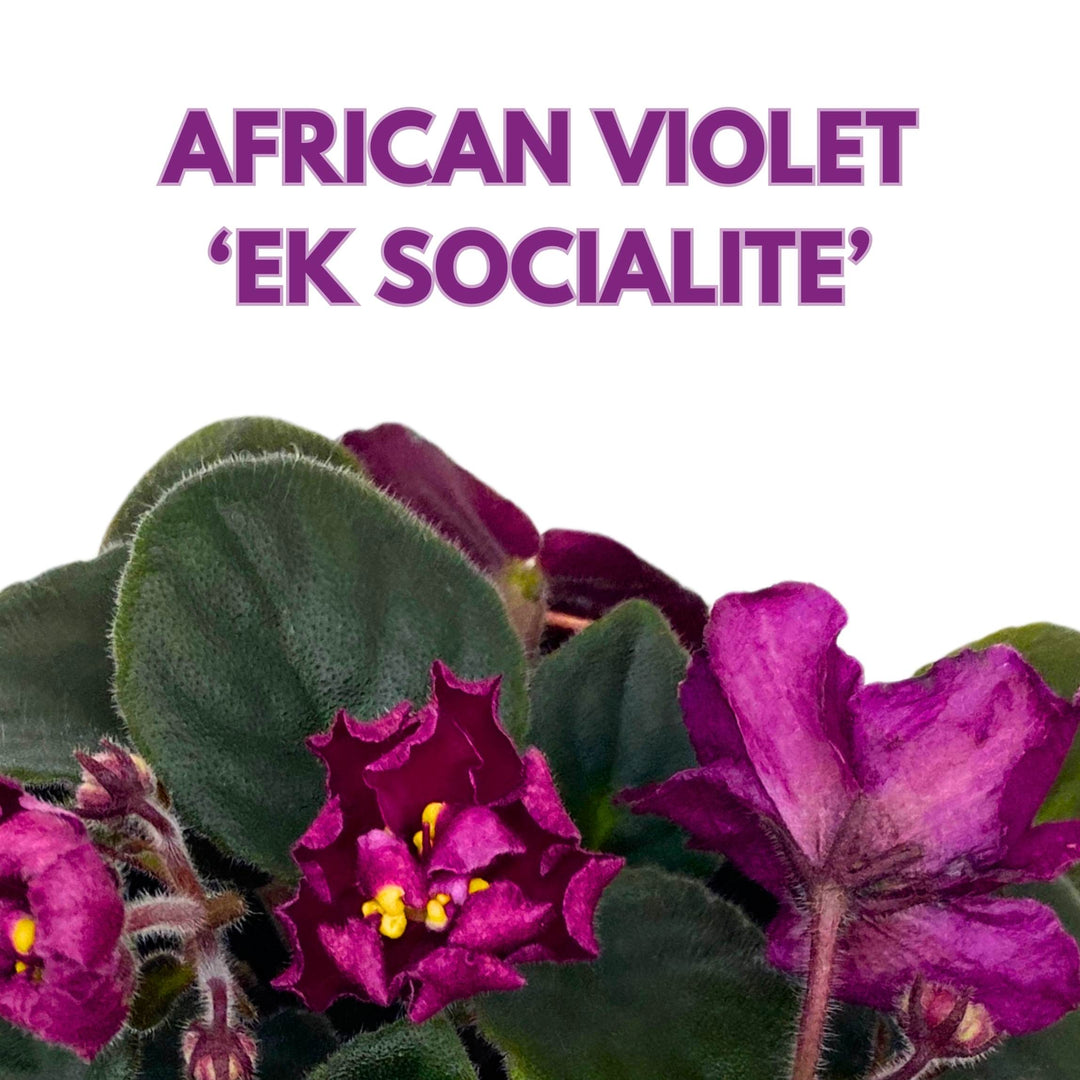 EK Socialite African Violet Saintpaulia 4 inch