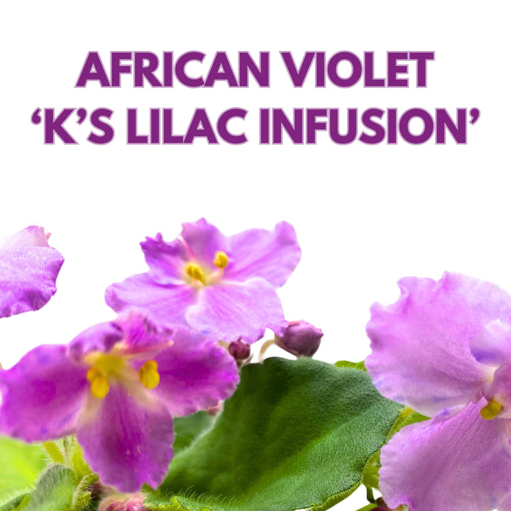 K's Lilac Infusion African Violet Saintpaulia 4 inch