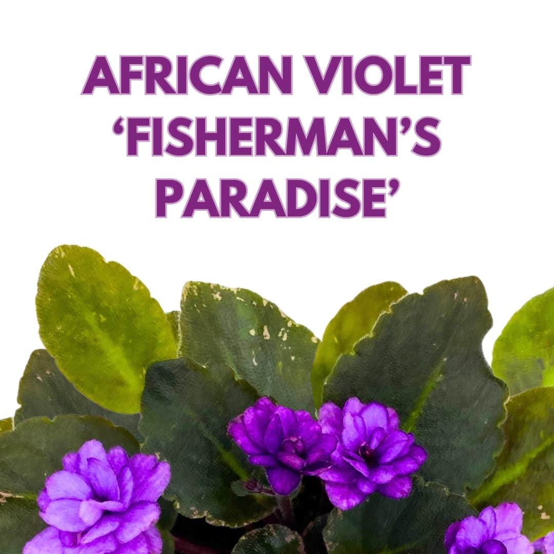 African Violet Fisherman's Paradise 4 inch Gesneriad