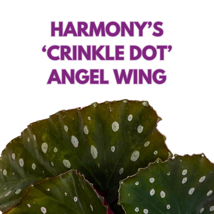 Harmony's Crinkle Dot Angel Wing Cane Begonia 4 inch