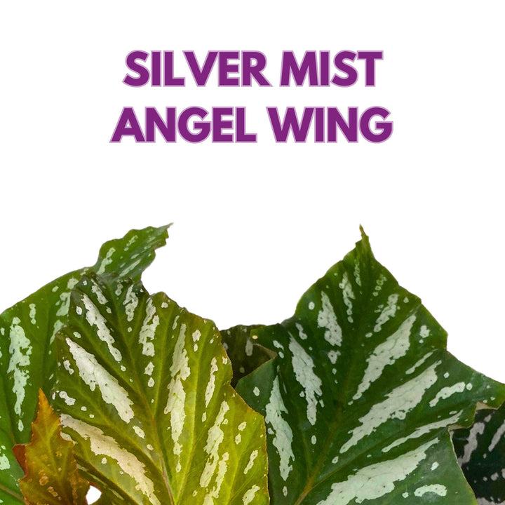 Harmony's Silver Mist Angel Wing Begonia 4 inch