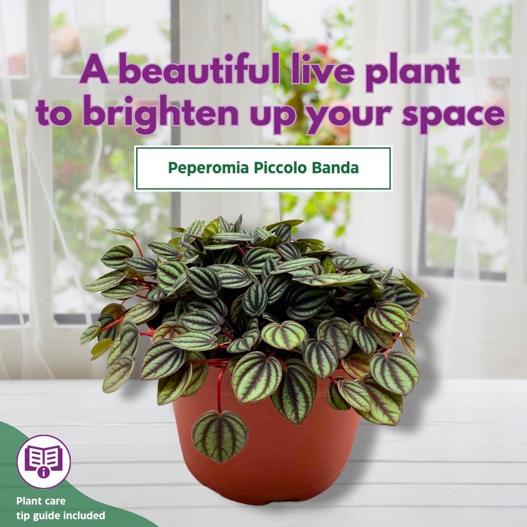 Peperomia Piccolo Banda in a 6 inch pot