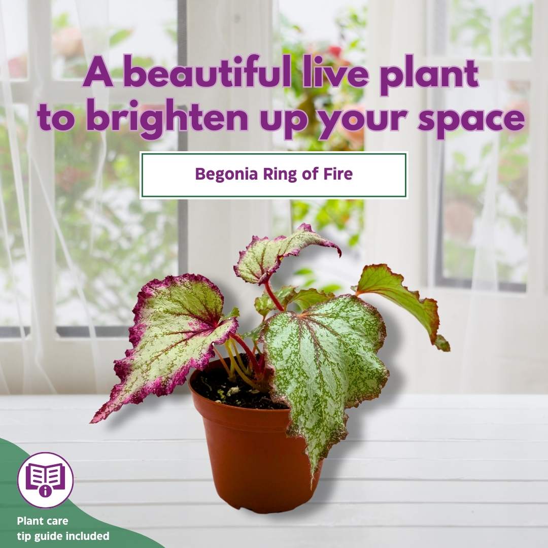 Begonia Rex Ring of Fire 6 inch