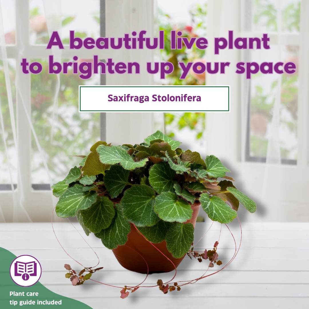 strawberry begonia hanging plant Strawberry Begonia Creeping Saxifraga in a 6 inch Hanging Basket