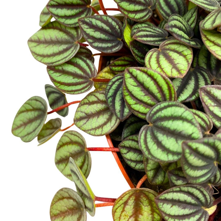 Peperomia Piccolo Banda in a 6 inch pot