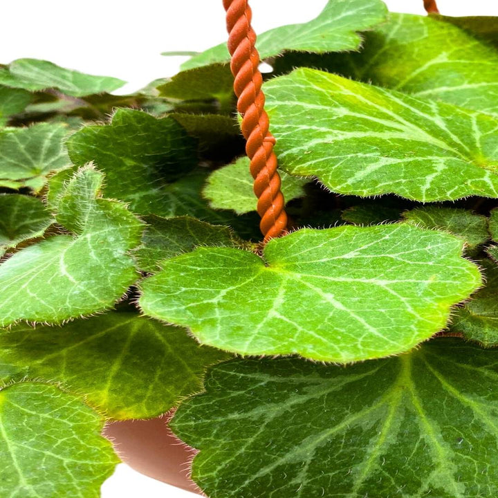 strawberry begonia hanging plant Strawberry Begonia Creeping Saxifraga in a 6 inch Hanging Basket