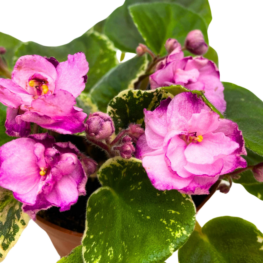 Cajun Popcorn Variegated African Violet Saintpaulia 4 inch