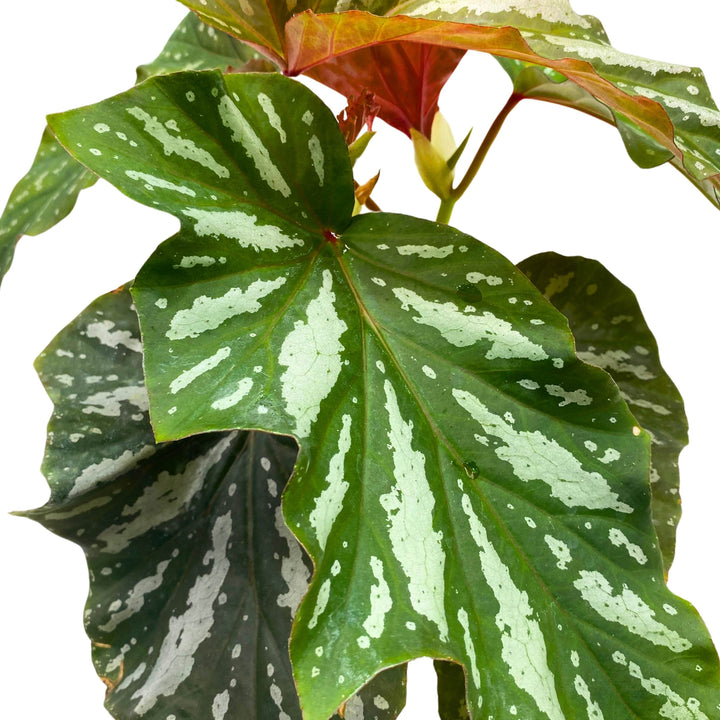 Harmony's Silver Mist Angel Wing Begonia 4 inch