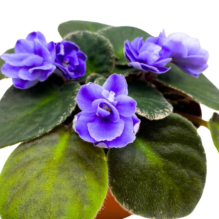 African Violet Picasso 4 inch