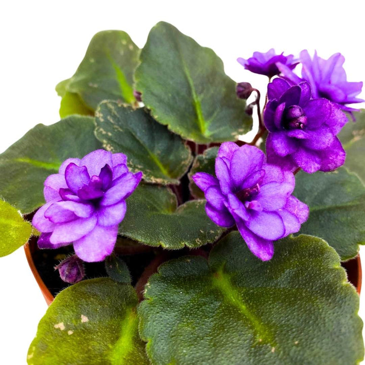 African Violet Fisherman's Paradise 4 inch Gesneriad