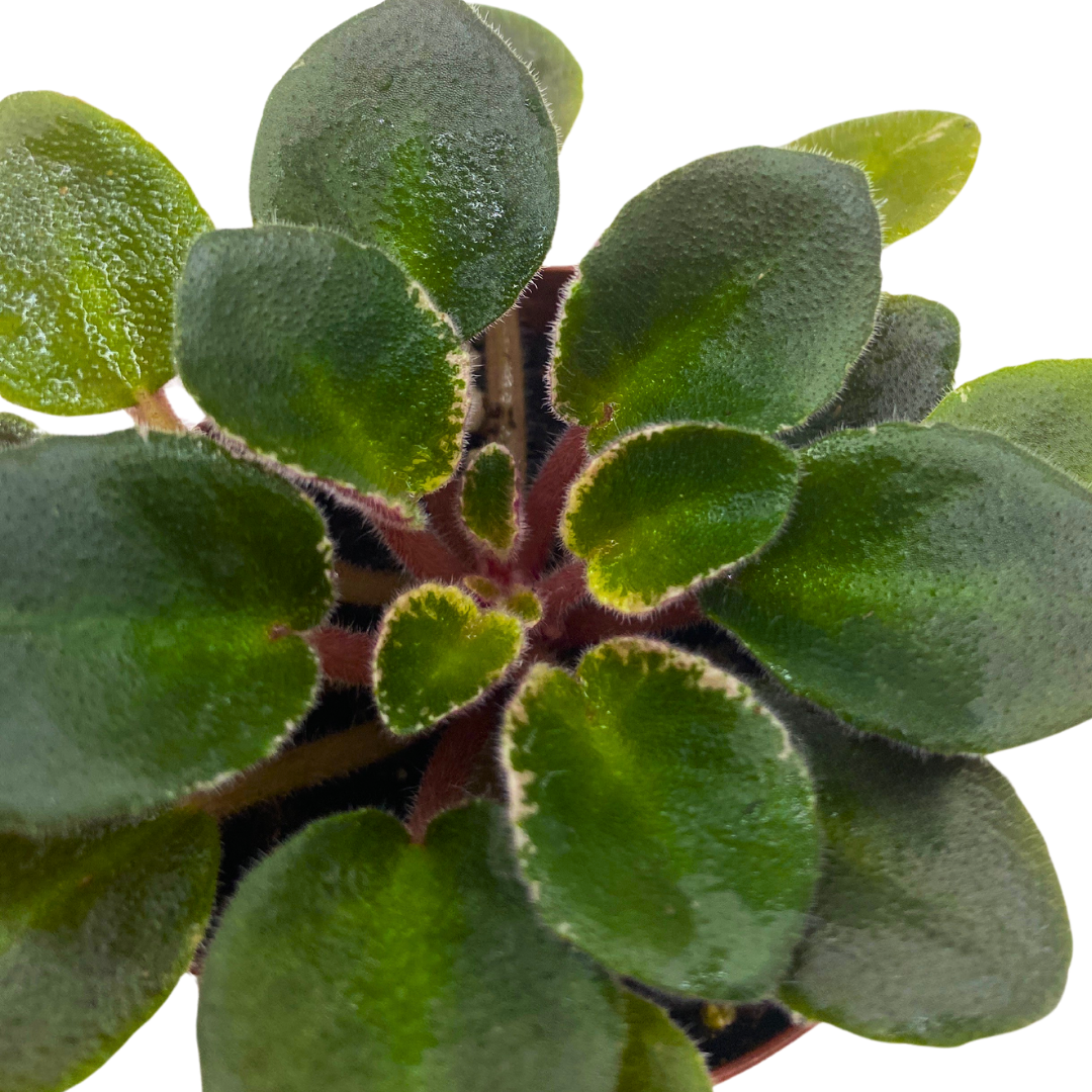 Lessie Bon Ton Roule Mini African Violet Cajun's Le Bon Ton Roule Variegated, 2 inch Pink F ...